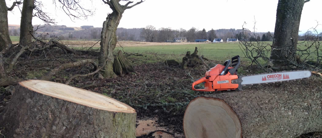 SS ARB Tree Solutions felled tree and chainsaw